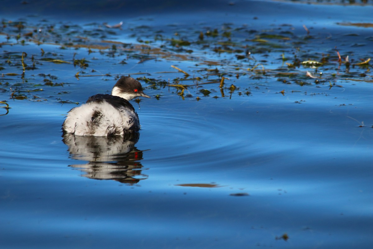 Silvery Grebe - ML628133187