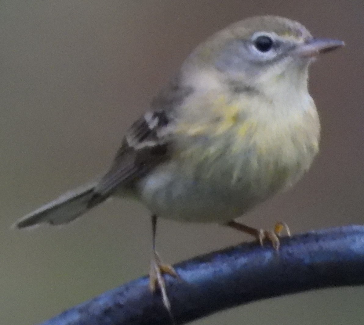 Yellow-rumped Warbler (Myrtle) - ML628133189