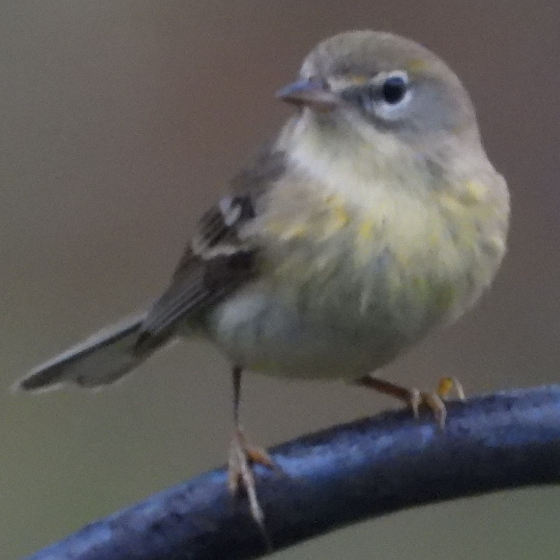 Yellow-rumped Warbler (Myrtle) - ML628133192