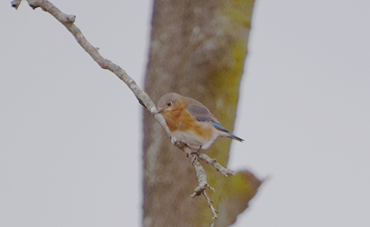 Eastern Bluebird - ML628133198