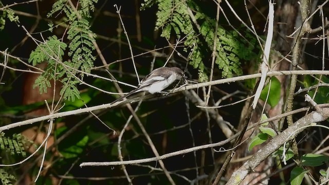 White-bellied Minivet - ML628133210