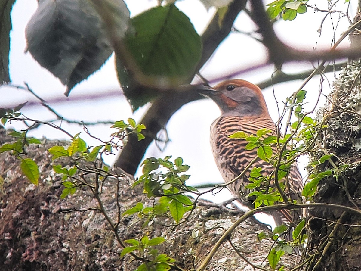 Guatemalan Flicker - ML628133317