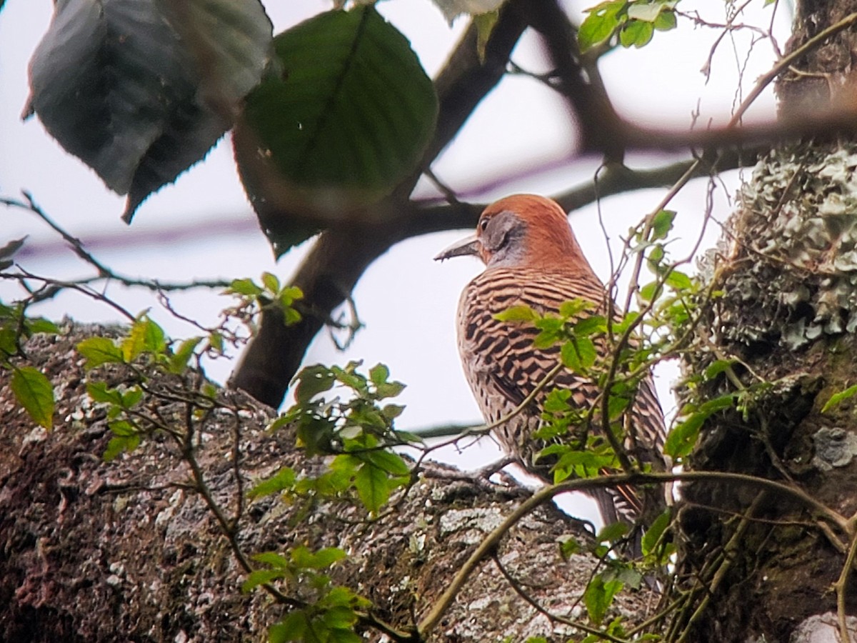 Guatemalan Flicker - ML628133318