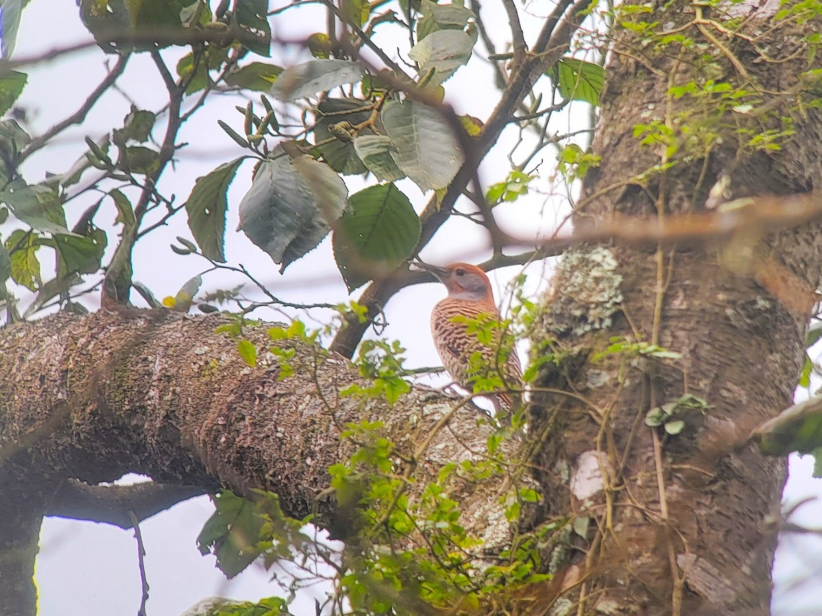 Guatemalan Flicker - ML628133319