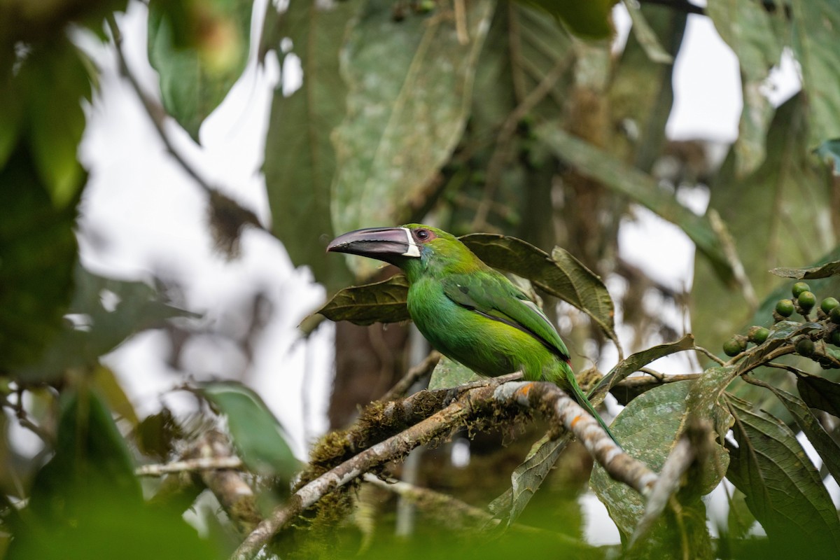 Crimson-rumped Toucanet - ML628133328