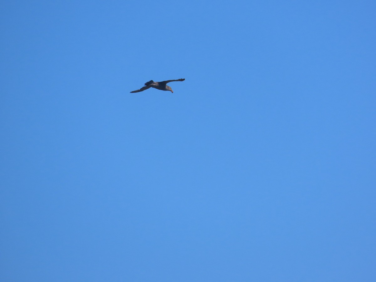 Northern Giant-Petrel - ML628133350