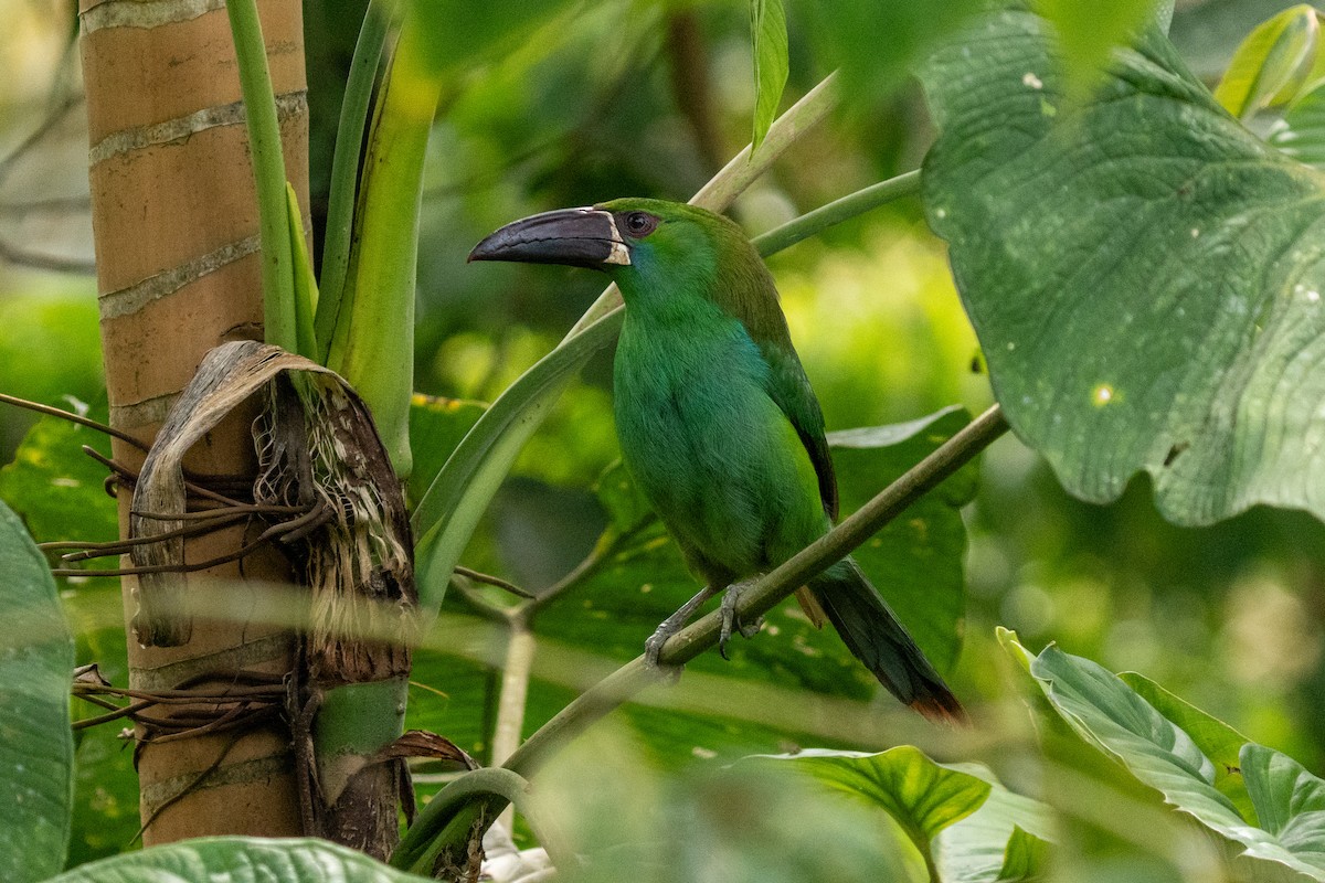 Crimson-rumped Toucanet - ML628133385