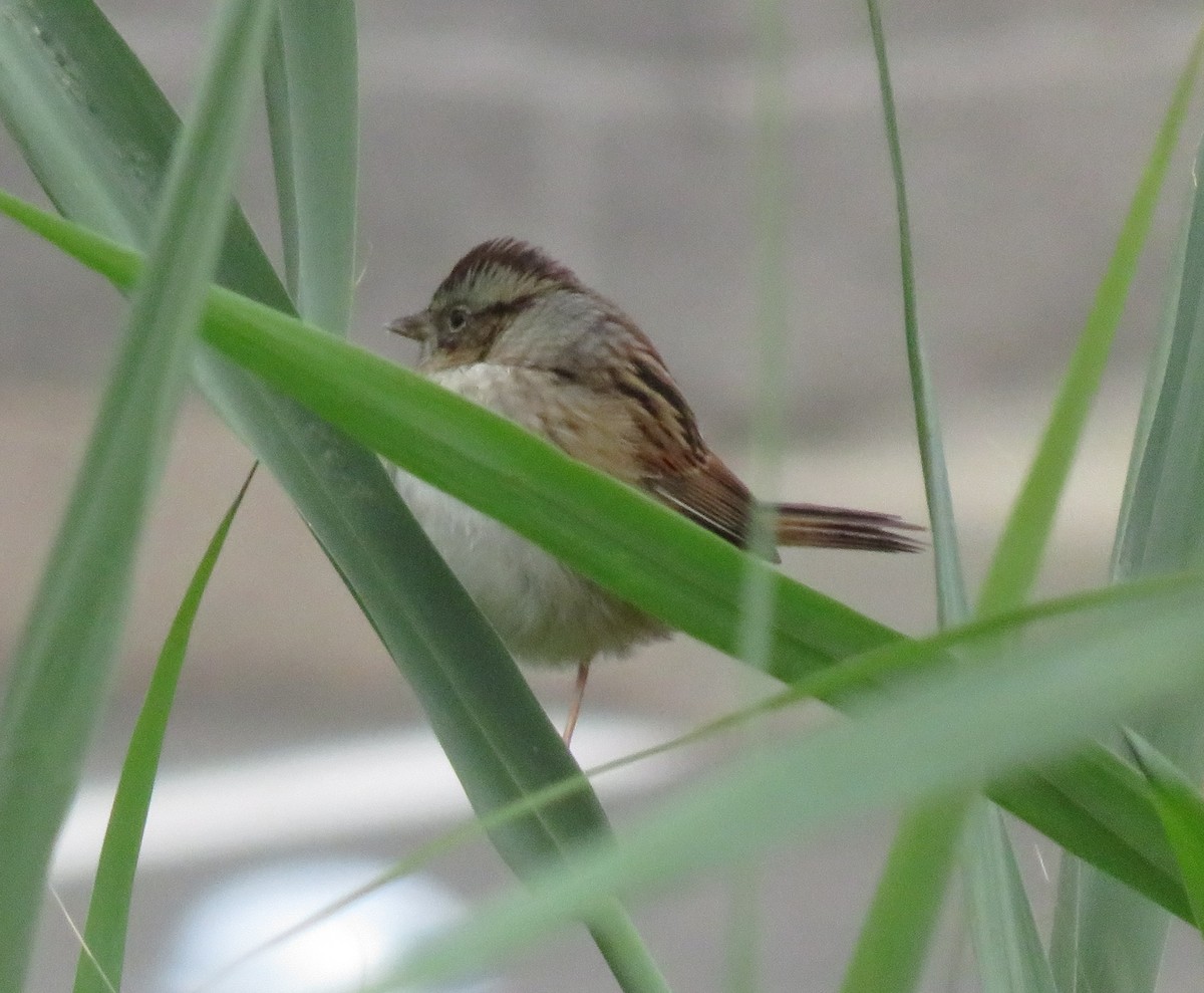 Swamp Sparrow - ML628133386