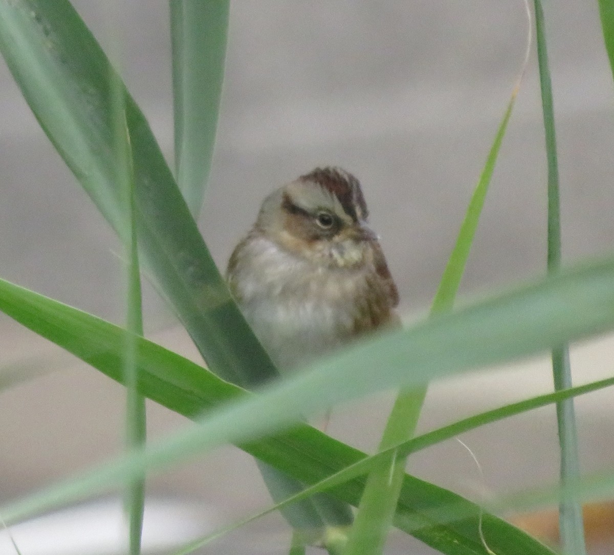 Swamp Sparrow - ML628133387