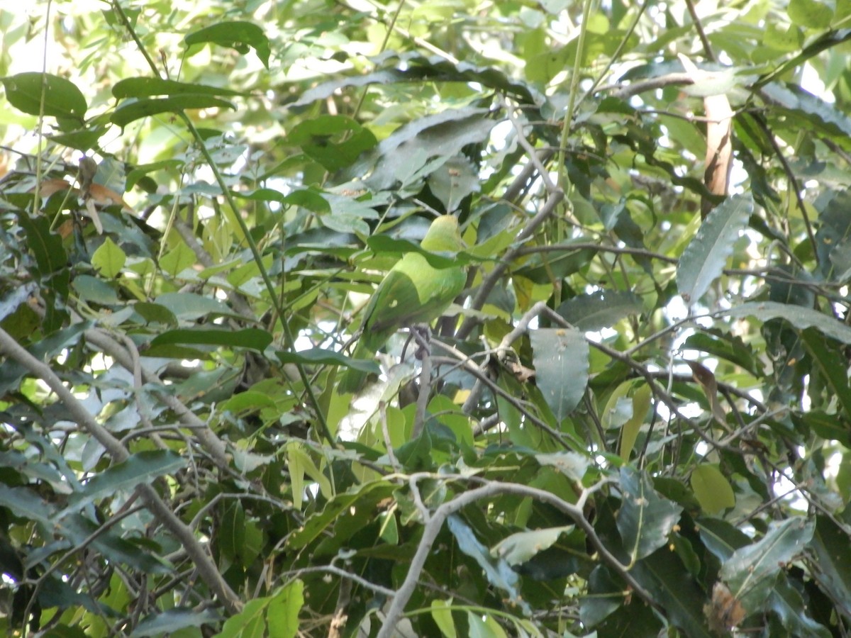 Golden-fronted Leafbird - ML628133517