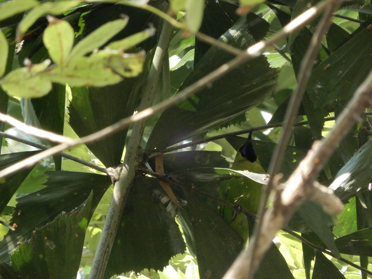 Golden-fronted Leafbird - ML628133518