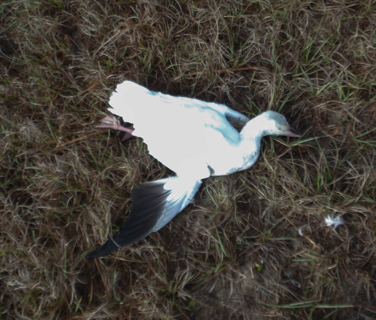 Snow Goose - ML628133579