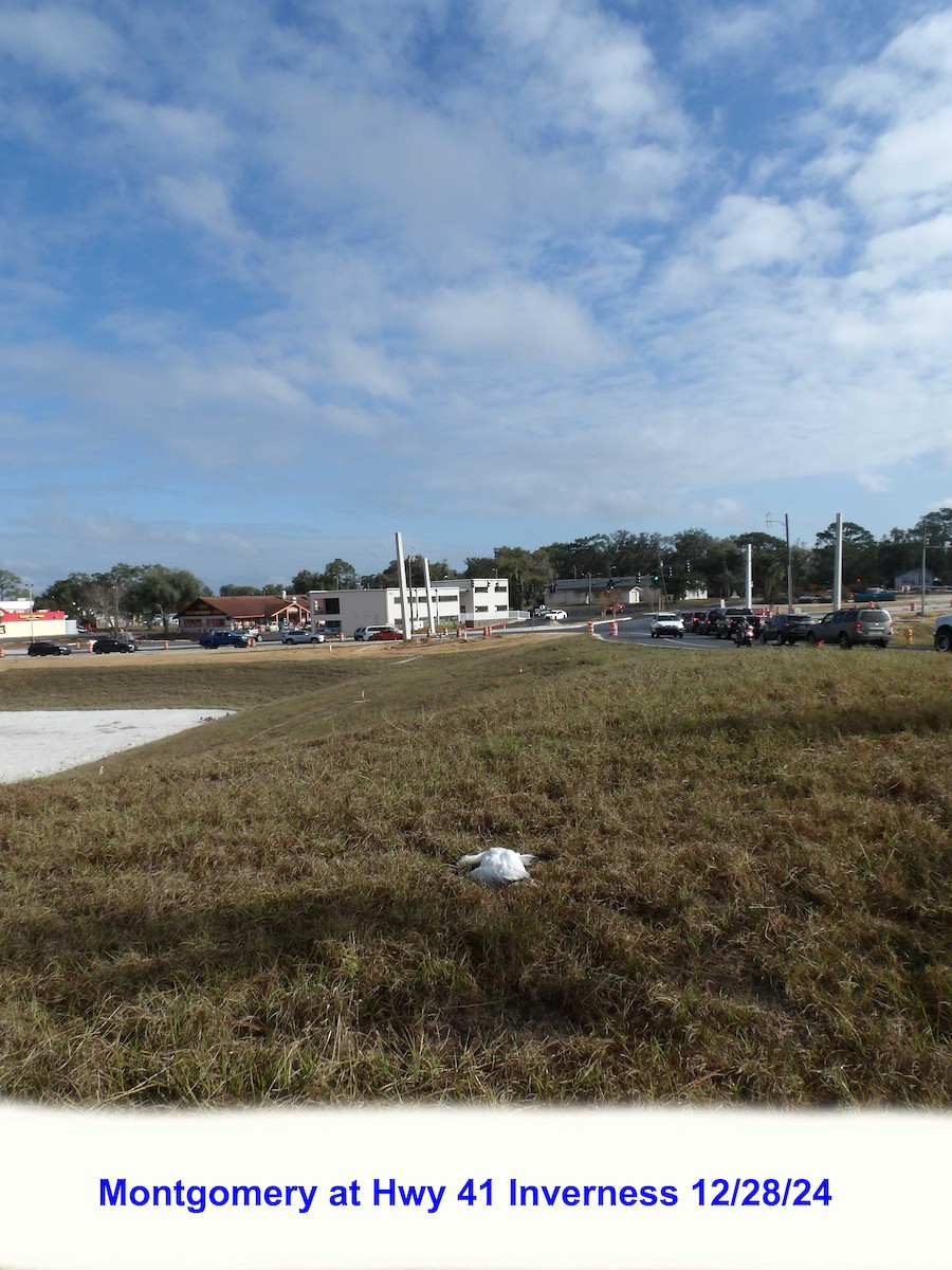 Snow Goose - ML628133601