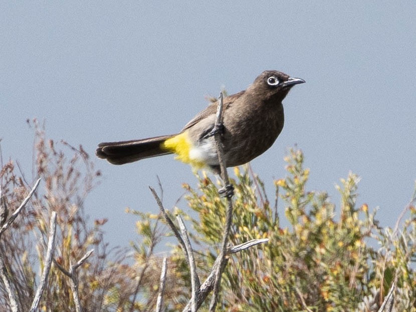 Cape Bulbul - ML628133934