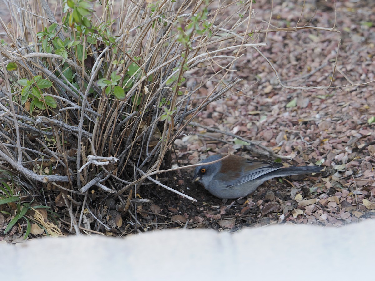 Yellow-eyed Junco - ML628134138