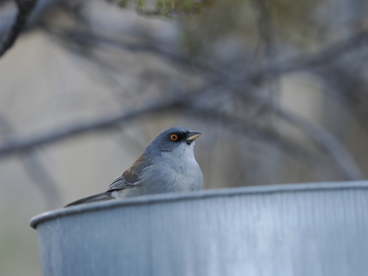 Yellow-eyed Junco - ML628134145