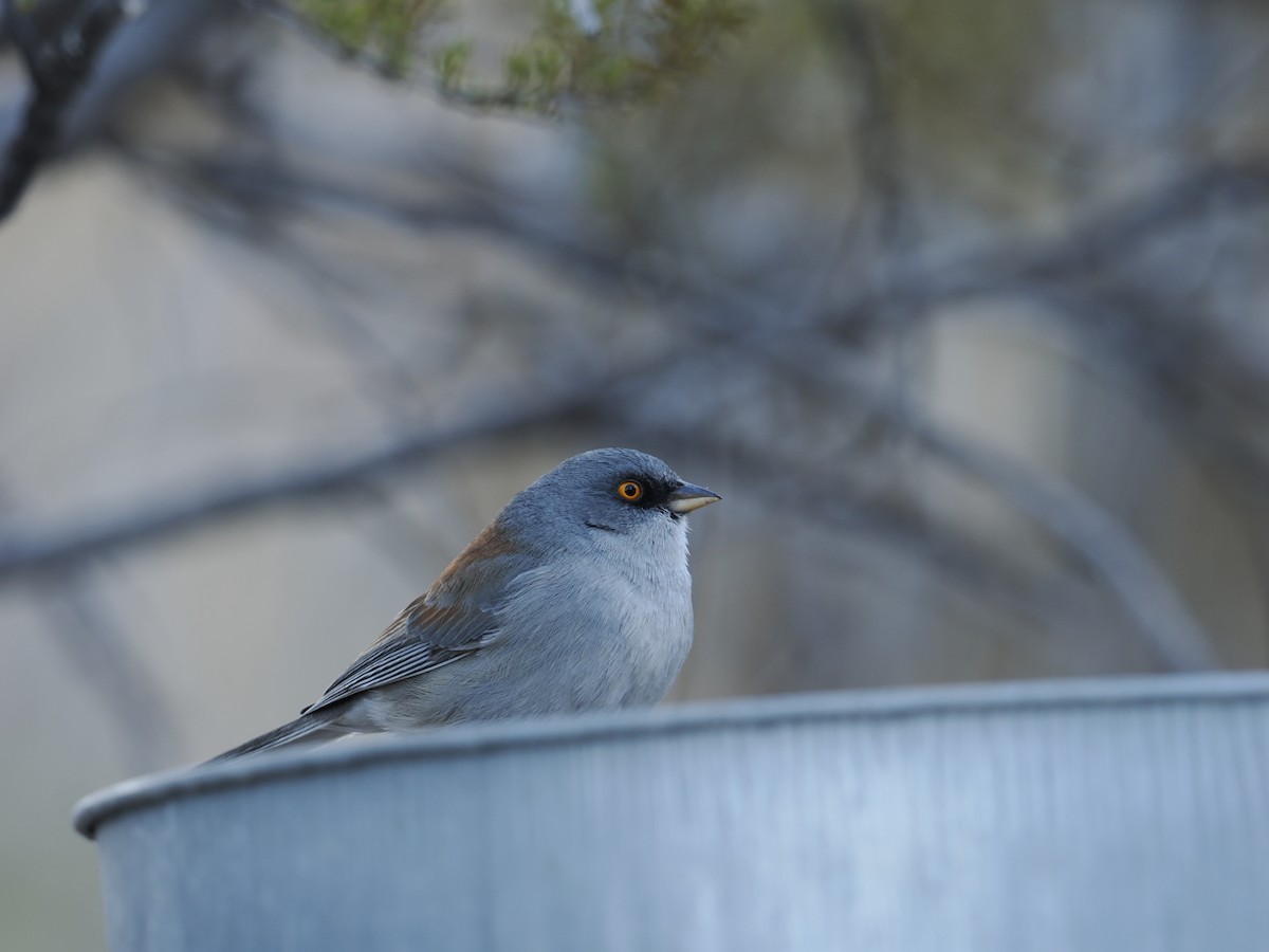 Yellow-eyed Junco - ML628134155