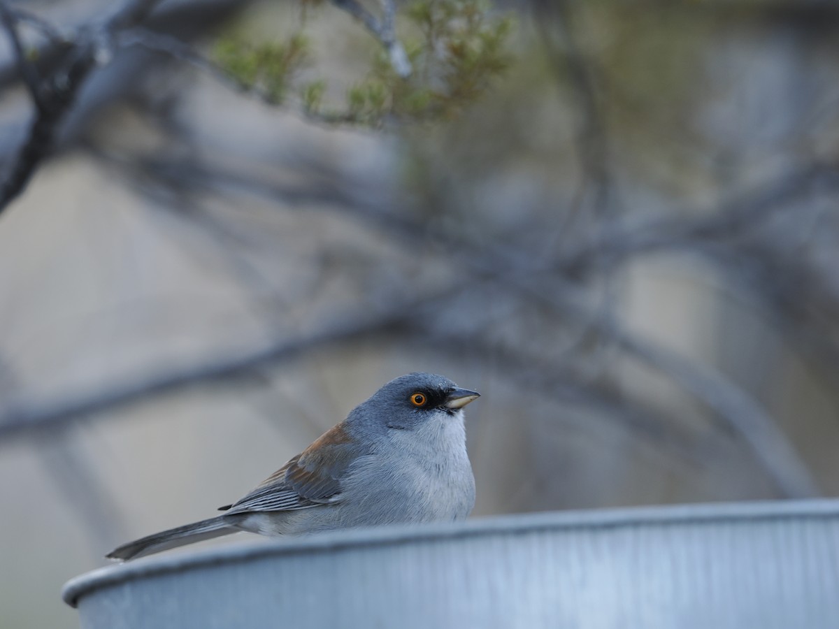 Yellow-eyed Junco - ML628134161