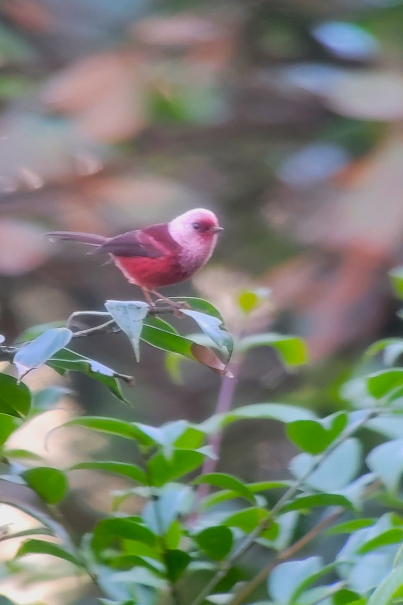 Pink-headed Warbler - ML628134169