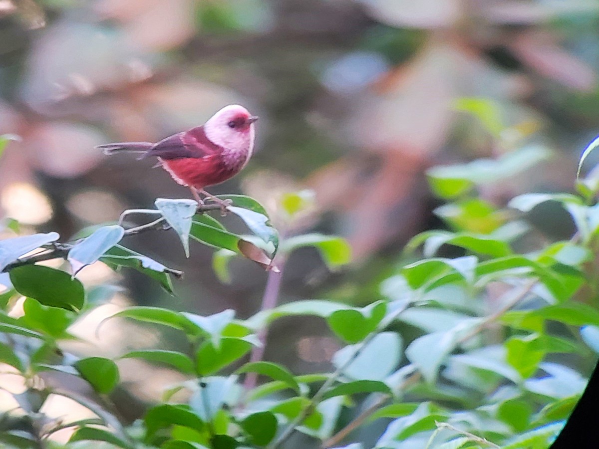 Pink-headed Warbler - ML628134170