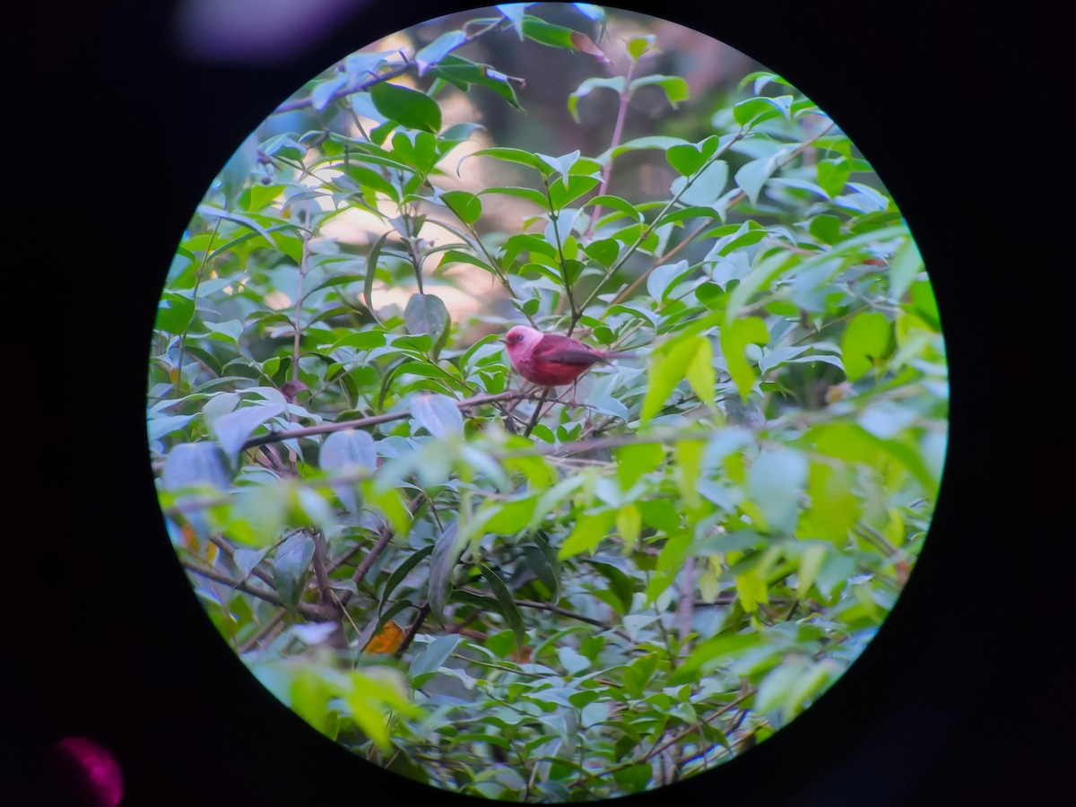 Pink-headed Warbler - ML628134171