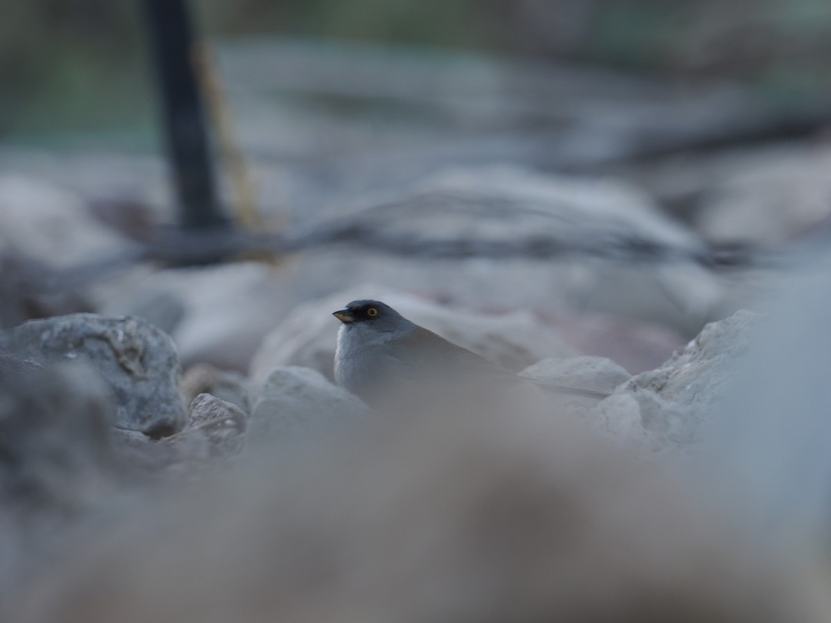 Yellow-eyed Junco - ML628134178