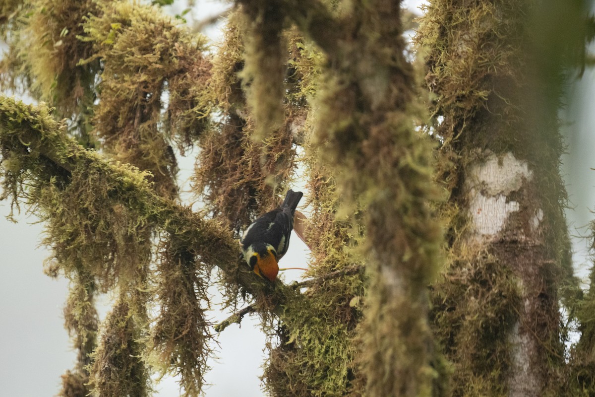 Flame-faced Tanager - ML628134190