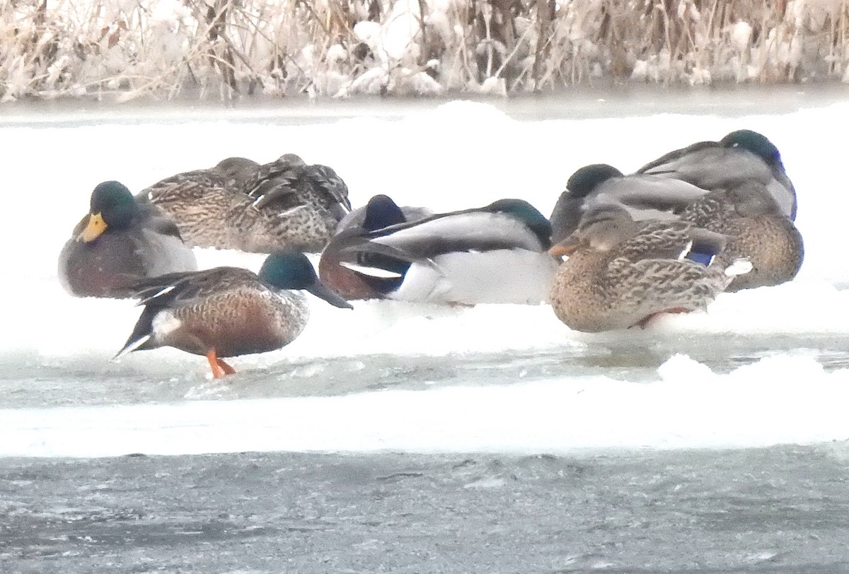 Northern Shoveler - ML628134273