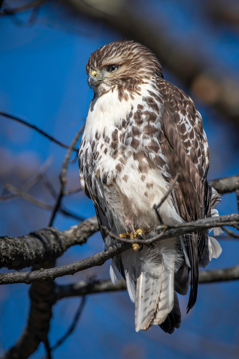 Red-tailed Hawk - ML628134289