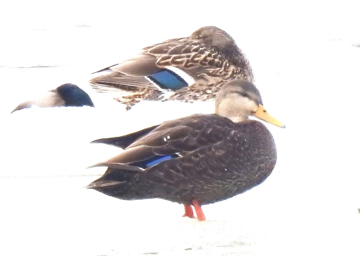 American Black Duck - ML628134290