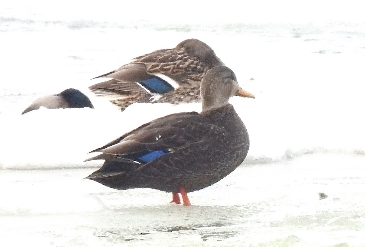 American Black Duck - ML628134295