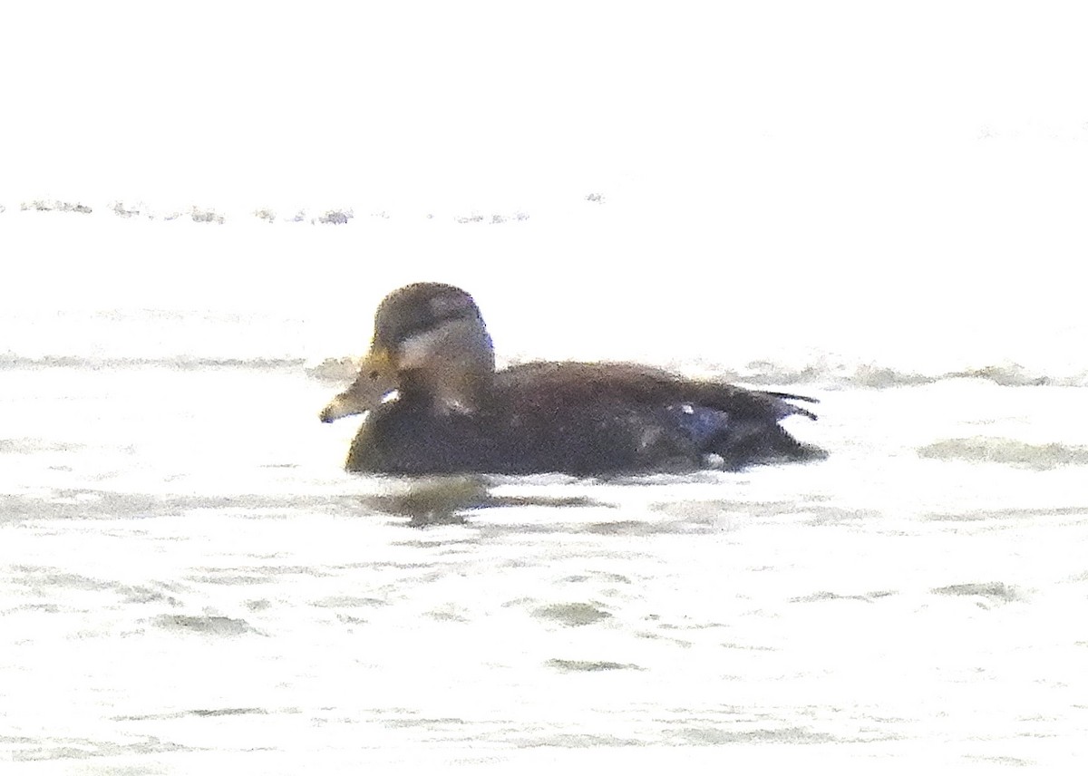 Mallard x American Black Duck (hybrid) - ML628134305