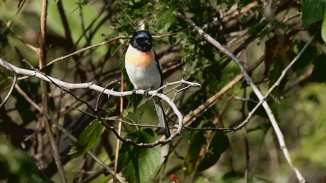 White-bellied Minivet - ML628134308