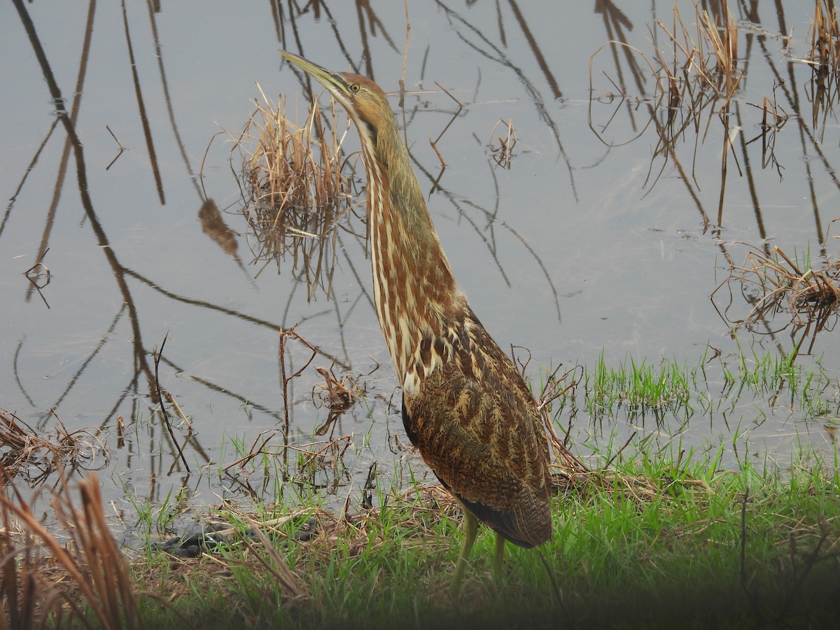 American Bittern - ML628134486