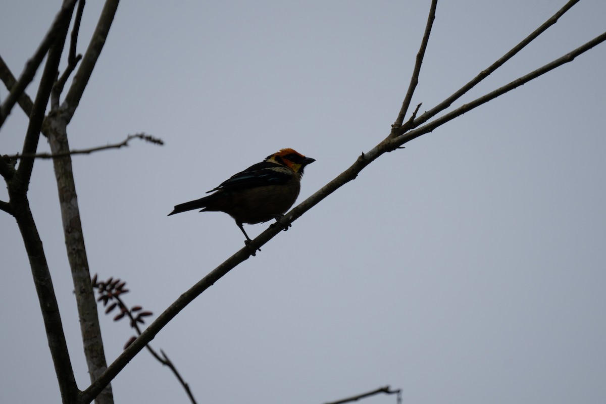 Flame-faced Tanager - ML628134509