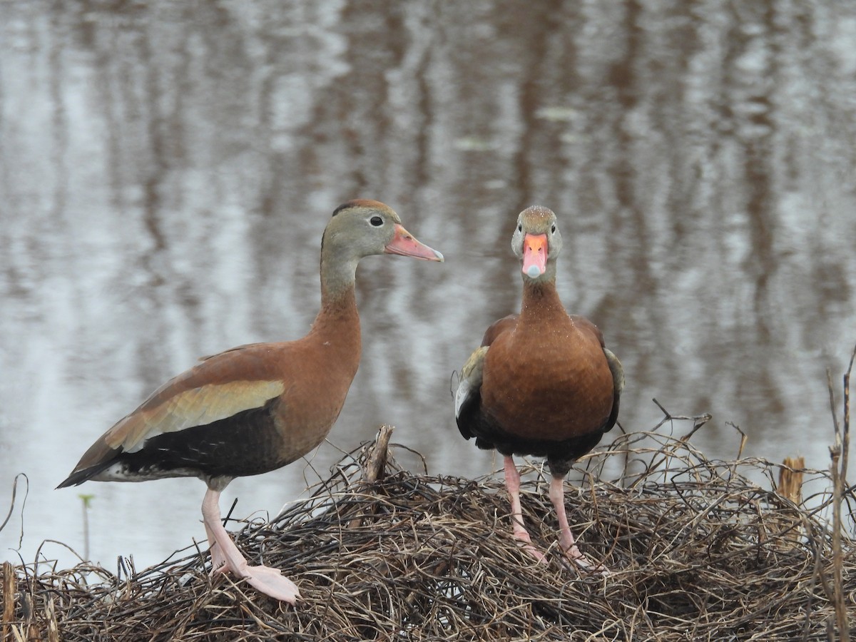 Black-bellied Whistling-Duck - ML628134546