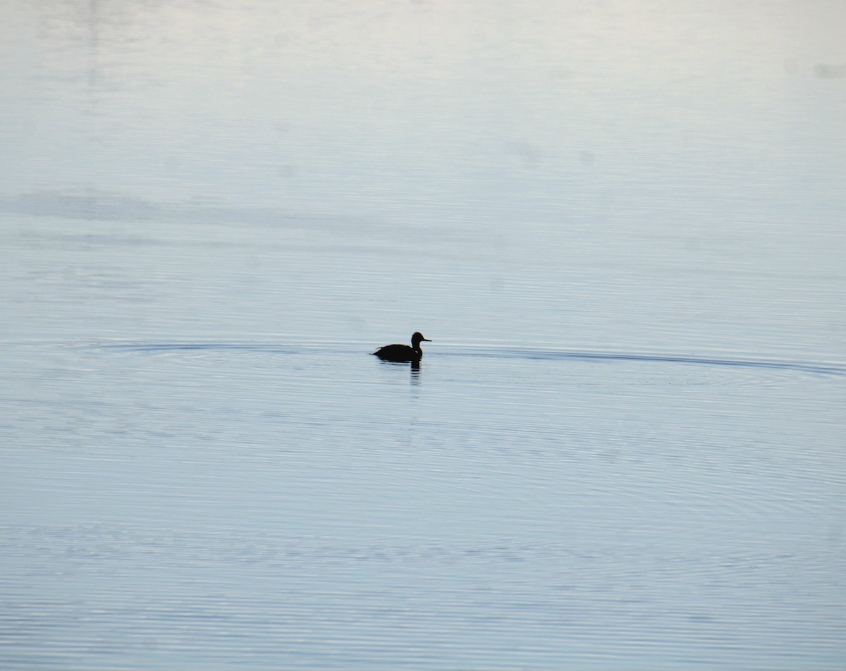 Red-breasted Merganser - ML628134563