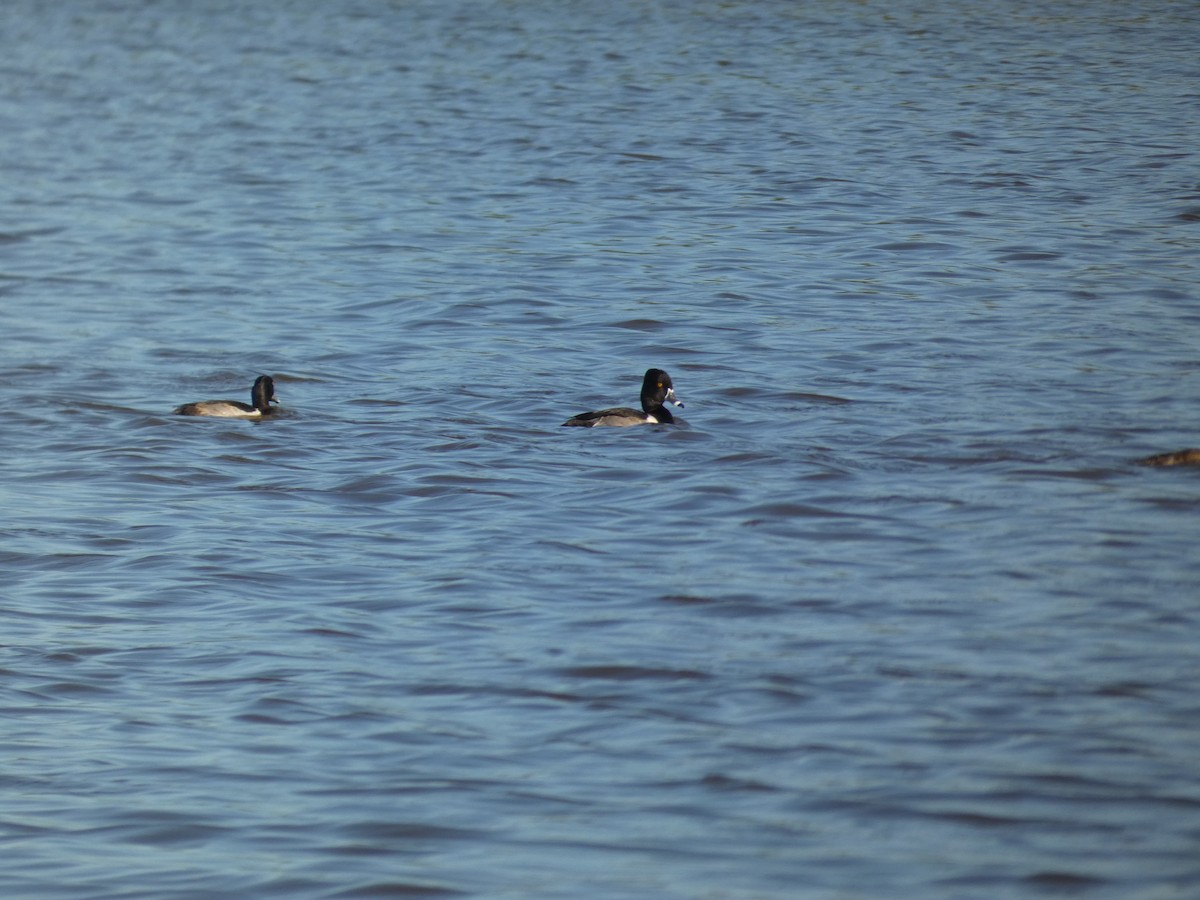 Ring-necked Duck - ML628134863