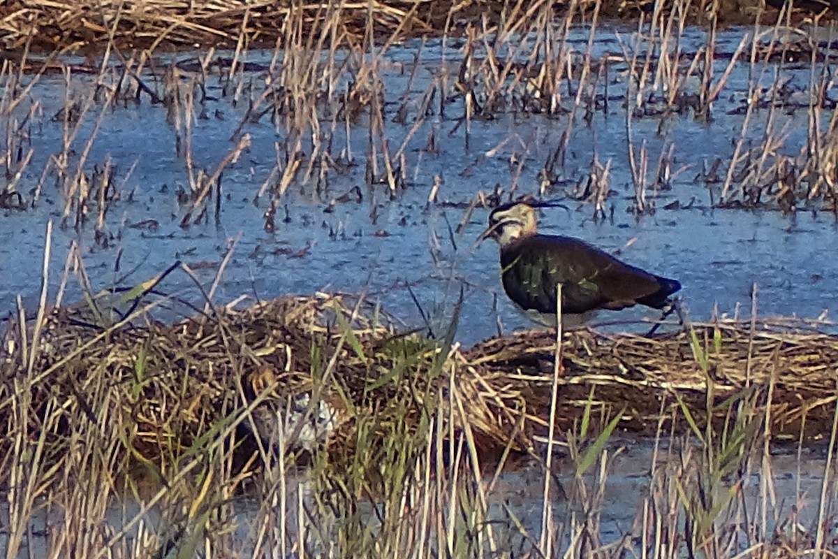 Northern Lapwing - ML628134916