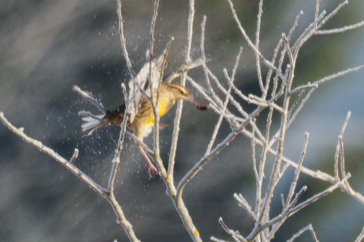 Eastern Meadowlark (Eastern) - ML628134923