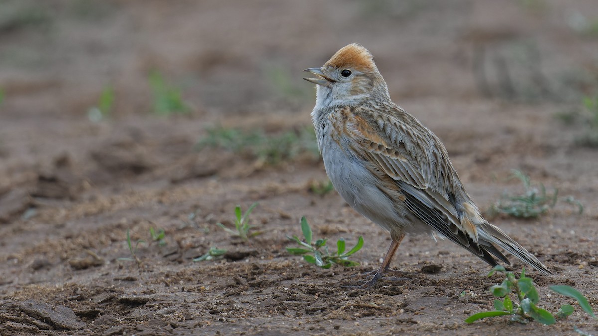 White-winged Lark - ML628134984
