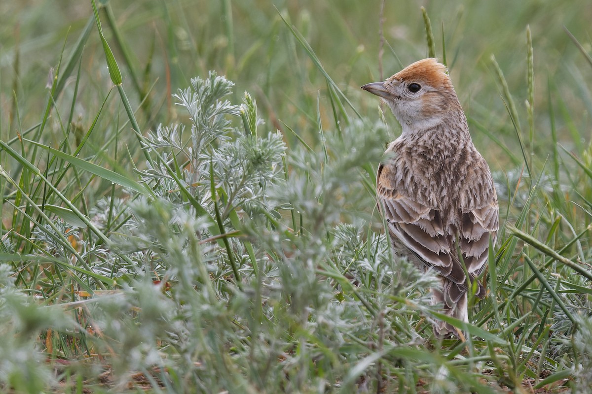 White-winged Lark - ML628134985