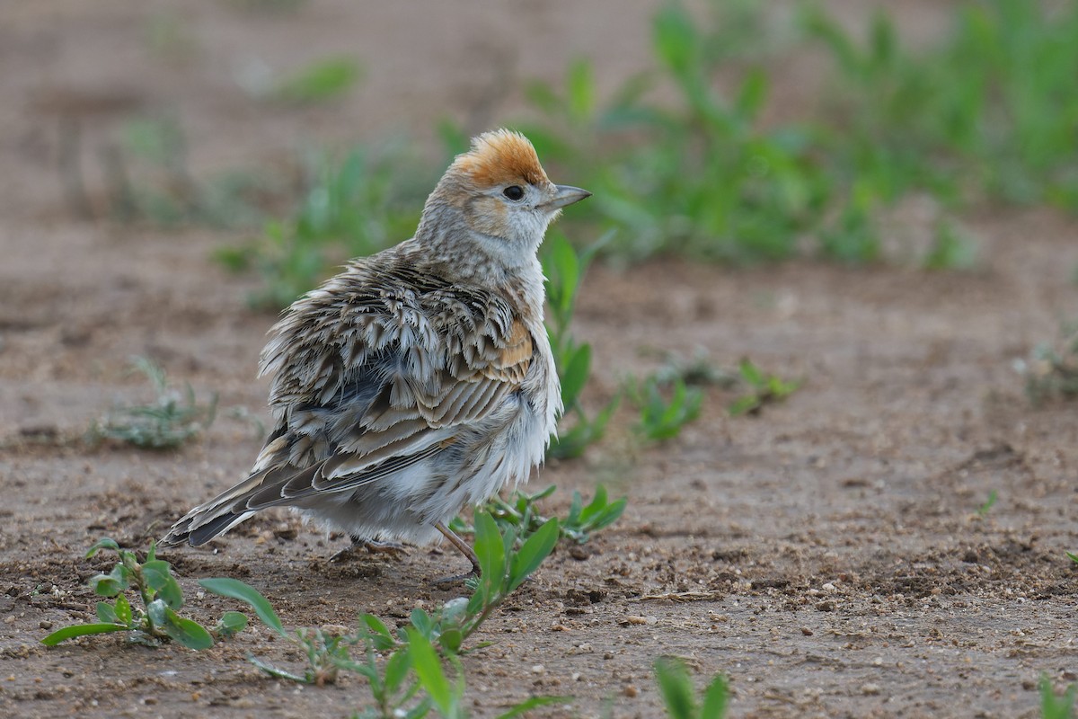 White-winged Lark - ML628134986