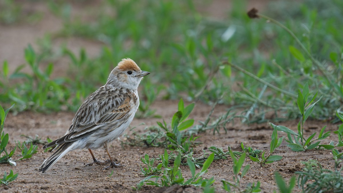 White-winged Lark - ML628134987