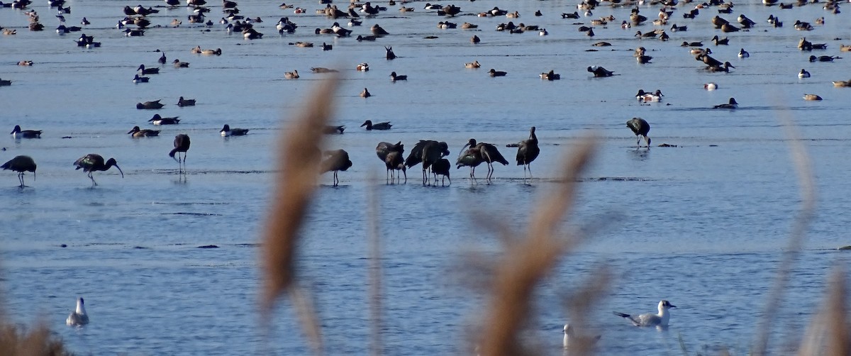 Glossy Ibis - ML628135043