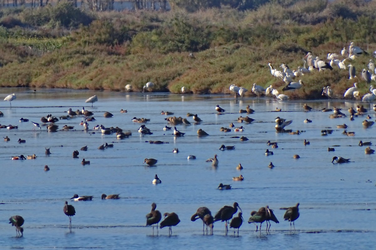 Glossy Ibis - ML628135044