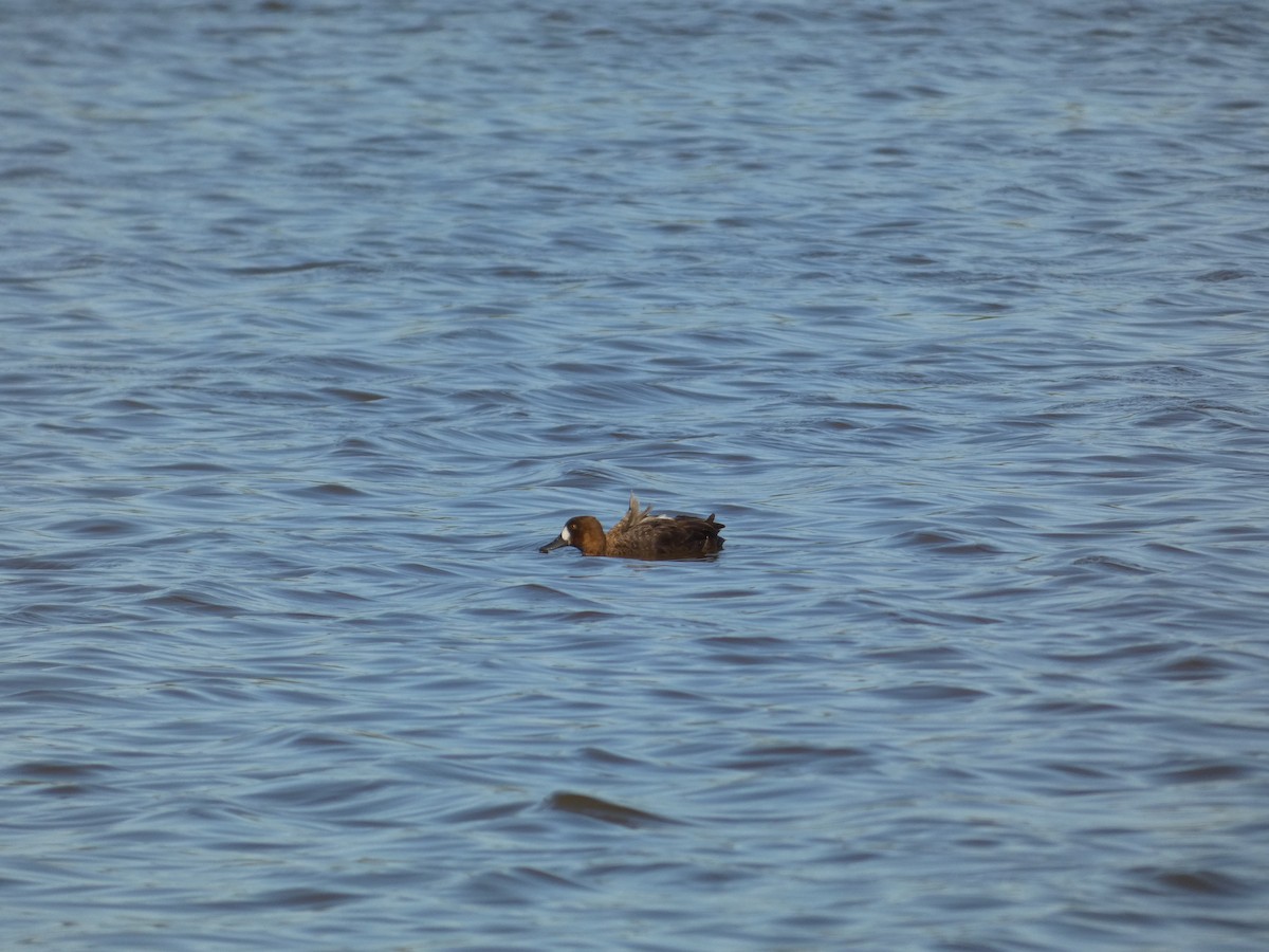 Lesser Scaup - ML628135109