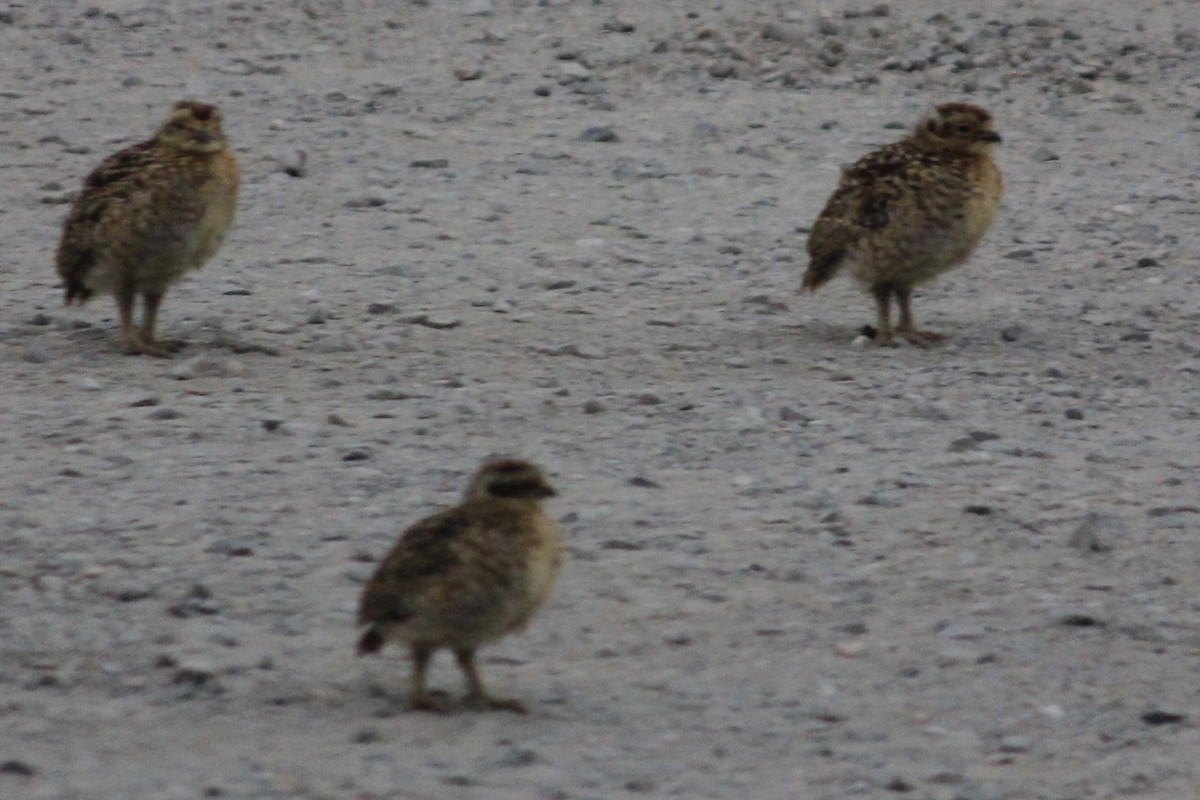 Willow Ptarmigan - ML628135153