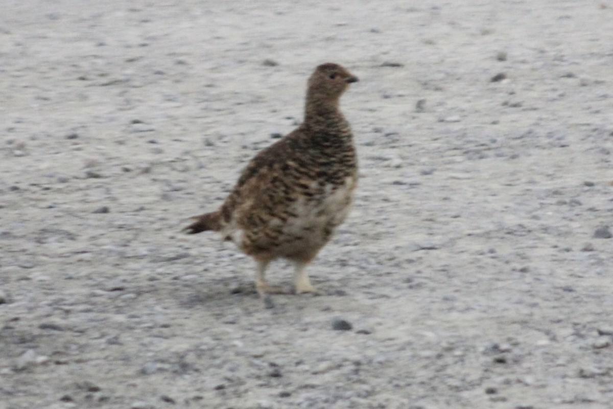 Willow Ptarmigan - ML628135154