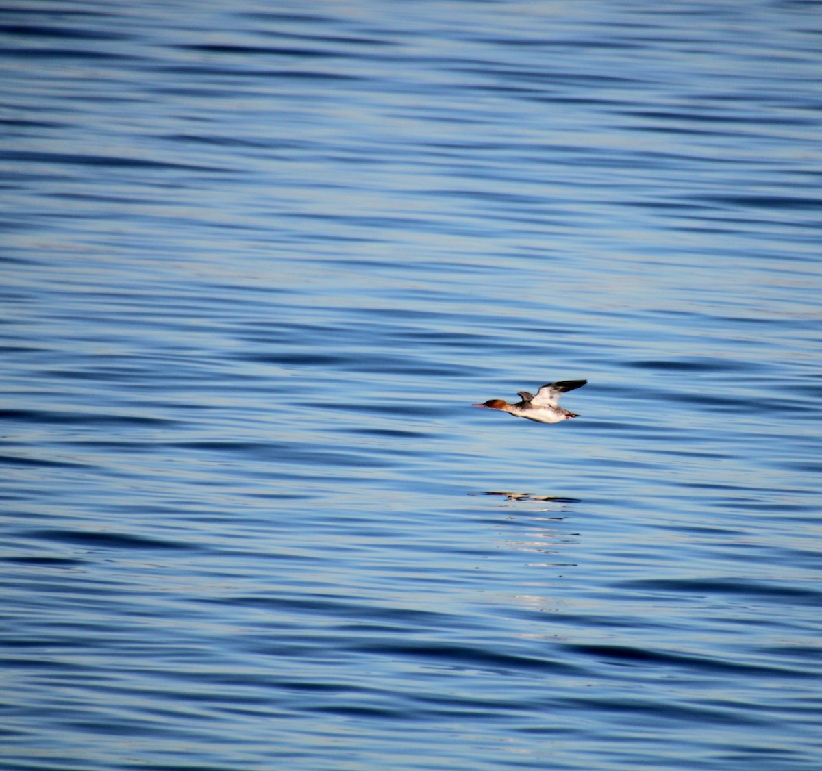 Red-breasted Merganser - ML628135160